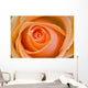 Orange Rose Wall Mural