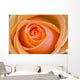 Orange Rose Wall Mural