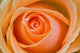 Orange Rose Wall Mural