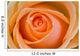 Orange Rose Wall Mural
