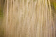 Reflection In Pond Wall Mural