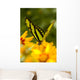 Malachite Butterfly On Flower Wall Mural