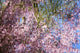Spring Blossoms Reflecting In Lake Wall Mural