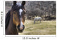 Portrait Of A Horse Wall Mural