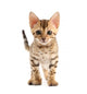 Bengal Kitten Wall Decal
