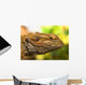 Portrait Of A Bearded Dragon Wall Mural