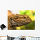 Portrait Of A Bearded Dragon Wall Mural
