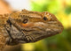 Portrait Of A Bearded Dragon Wall Mural
