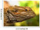 Portrait Of A Bearded Dragon Wall Mural
