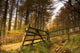 Forest, Yorkshire, England Wall Mural