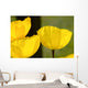 Welsh Poppy Wall Mural