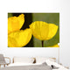 Welsh Poppy Wall Mural