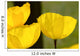 Welsh Poppy Wall Mural