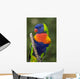 Swainson's Lorikeet Wall Mural