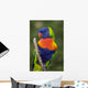 Swainson's Lorikeet Wall Mural