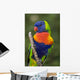 Swainson's Lorikeet Wall Mural