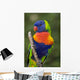 Swainson's Lorikeet Wall Mural