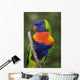 Swainson's Lorikeet Wall Mural