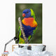 Swainson's Lorikeet Wall Mural