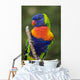 Swainson's Lorikeet Wall Mural