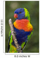 Swainson's Lorikeet Wall Mural