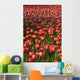 Tulips Wall Mural