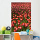 Tulips Wall Mural