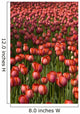 Tulips Wall Mural