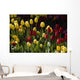 Tulips Wall Mural