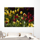 Tulips Wall Mural
