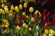 Tulips Wall Mural