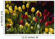 Tulips Wall Mural