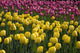 Tulips Wall Mural
