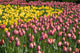 Tulips Wall Mural