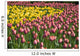 Tulips Wall Mural
