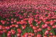 Tulips Wall Mural