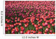 Tulips Wall Mural