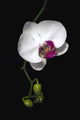 Orchid Wall Mural