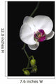 Orchid Wall Mural