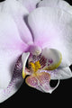 Orchid Wall Mural
