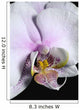 Orchid Wall Mural