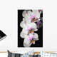 Orchids Wall Mural