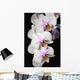 Orchids Wall Mural