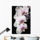 Orchids Wall Mural