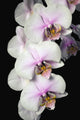 Orchids Wall Mural