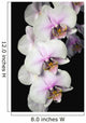 Orchids Wall Mural