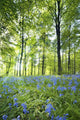Wildflowers In A Forest Of Trees, Yorkshire, England Wall Mural