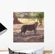 Leopard Wall Mural