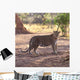 Leopard Wall Mural