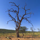 Dead Tree, Namibia, Africa Wall Mural